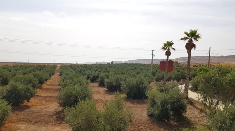 Ciudad Real - Santa Cruz de Mudela - 71369m2