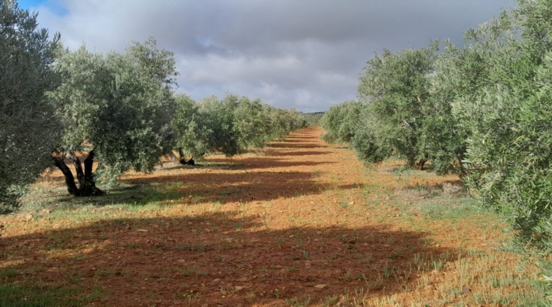 Ciudad Real - Valdepeñas - 7364m2
