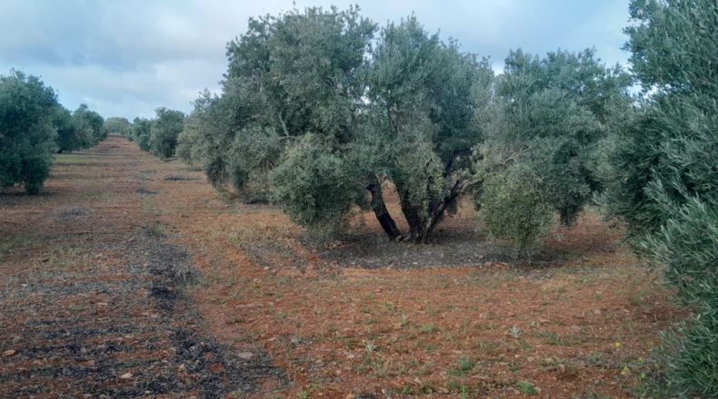 Ciudad Real - Valdepeñas - 2500m2