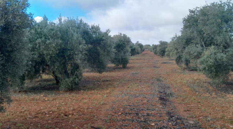 Ciudad Real - Valdepeñas - 2500m2