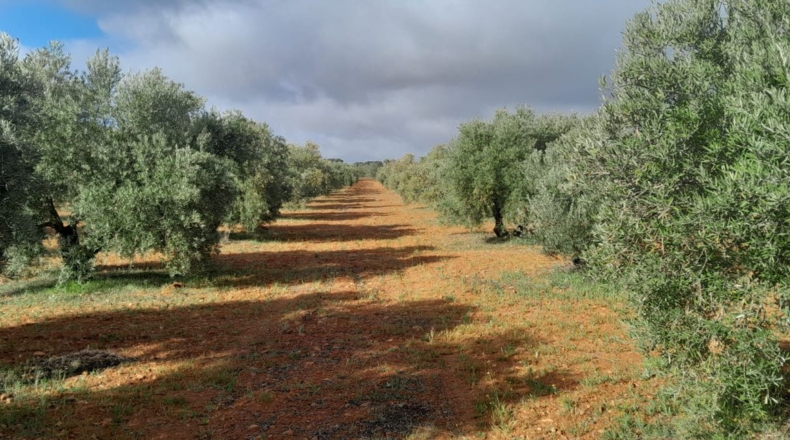 Ciudad Real - Valdepeñas - 2500m2