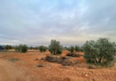 Non-developable land for sale in Valdepeñas ref: TR364913 photo