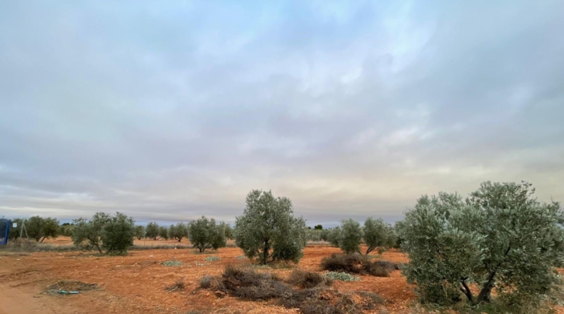 Ciudad Real - Valdepeñas - 58000m2