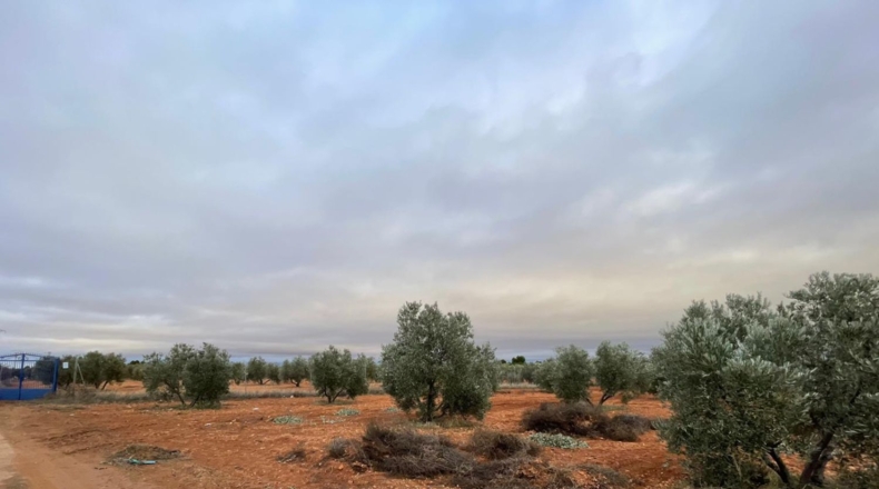 Ciudad Real - Valdepeñas - 58000m2