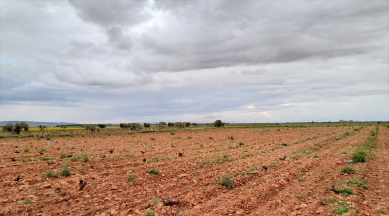 Ciudad Real - Valdepeñas - 70000m2