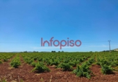 Finca rústica en venda a Valdepeñas ref.: TR76949 foto