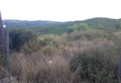 Terreno no urbanizable en venta en la Bisbal del Penedès ref: TR53086 foto