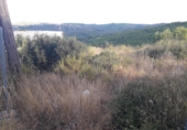 Terreno no urbanizable en venta en la Bisbal del Penedès ref: TR53086 foto
