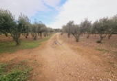 Finca rústica en venta en Santa Oliva ref: TR181289 foto