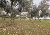 Finca rústica en venta en Santa Oliva ref: TR181289 foto