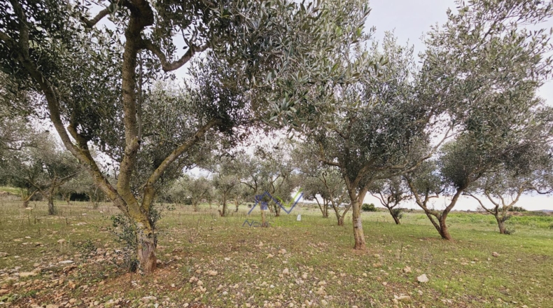 Tarragona - Santa Oliva - 13500m2