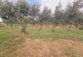 Finca rústica en venta en Santa Oliva ref: TR181289 foto