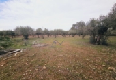 Finca rústica en venta en Santa Oliva ref: TR181289 foto