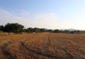 Terreny no urbanitzable en venda a Banyeres del Penedès ref.: TR73635 foto