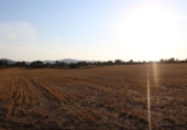 Terreny no urbanitzable en venda a Banyeres del Penedès ref.: TR73635 foto