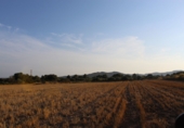 Terreny no urbanitzable en venda a Banyeres del Penedès ref.: TR73635 foto