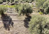 Masia amb terreny en venda a Oria ref.: TR260895 foto