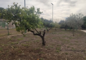 Xalet independent amb terreny en venda a Elx ref.: TR63697 foto