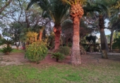 Chalet independiente con terreno en venta en Elche ref: TR348596 foto