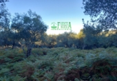 Non-developable land for sale in Arroyomolinos de León ref: TR298207 photo