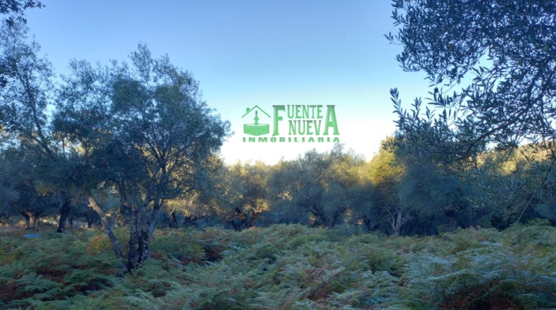 Huelva - Arroyomolinos de León - 200000m2