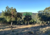 Non-developable land for sale in Arroyomolinos de León ref: TR298207 photo