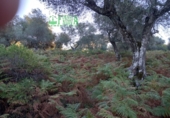 Non-developable land for sale in Arroyomolinos de León ref: TR298207 photo