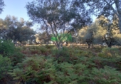 Non-developable land for sale in Arroyomolinos de León ref: TR298207 photo