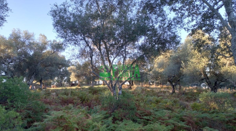 Huelva - Arroyomolinos de León - 200000m2