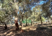 Non-developable land for sale in Arroyomolinos de León ref: TR298207 photo