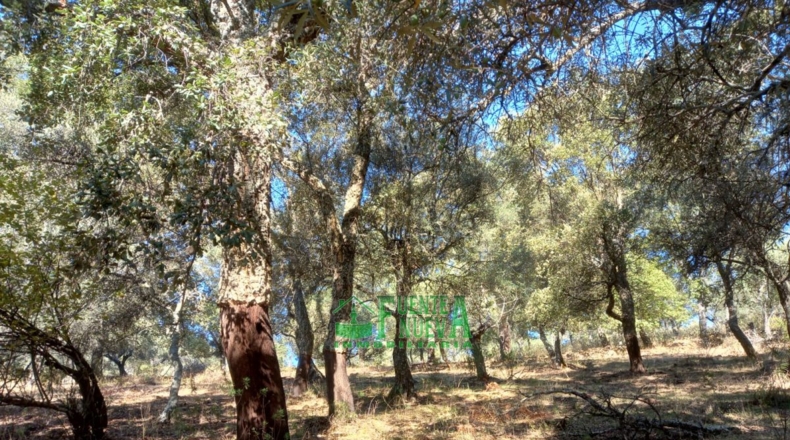 Huelva - Arroyomolinos de León - 200000m2