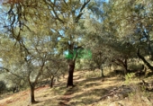 Non-developable land for sale in Arroyomolinos de León ref: TR298207 photo