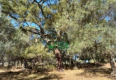 Non-developable land for sale in Arroyomolinos de León ref: TR298207 photo