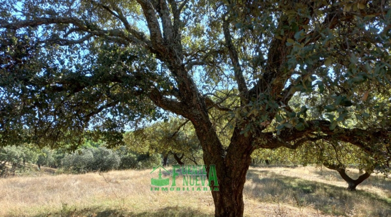 Huelva - Арройомолинос-де-Леон - 113591m2