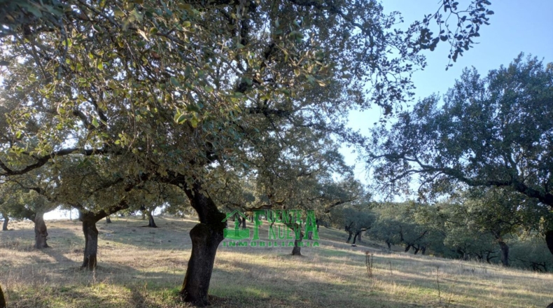 Huelva - Арройомолинос-де-Леон - 113591m2