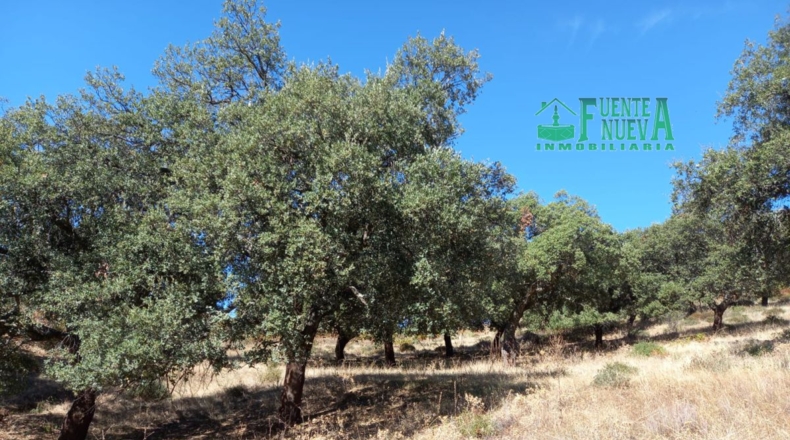 Huelva - Арройомолинос-де-Леон - 113591m2