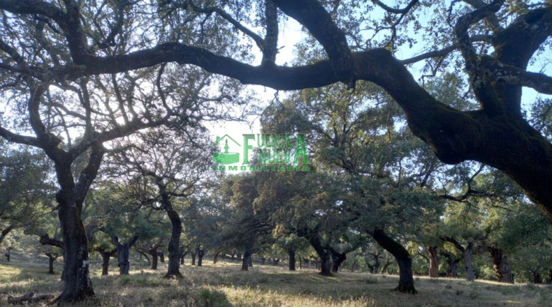 Huelva - Арройомолинос-де-Леон - 113591m2