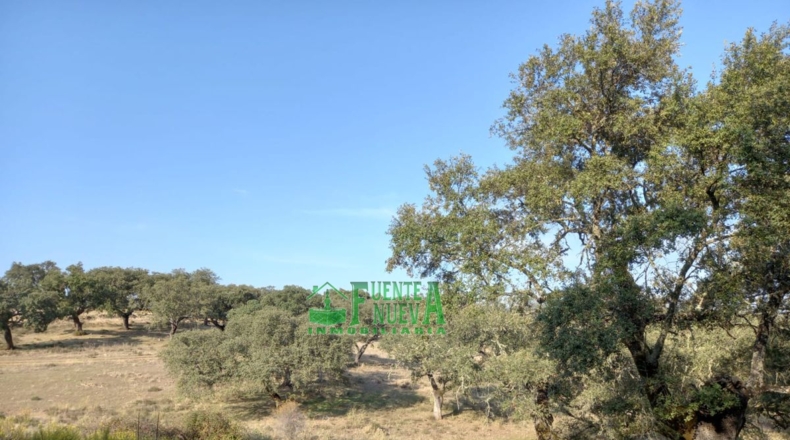 Huelva - Арройомолинос-де-Леон - 113591m2