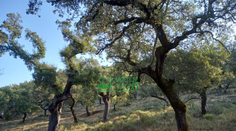 Huelva - Арройомолинос-де-Леон - 113591m2