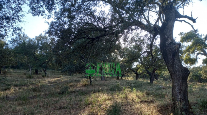 Huelva - Арройомолинос-де-Леон - 113591m2