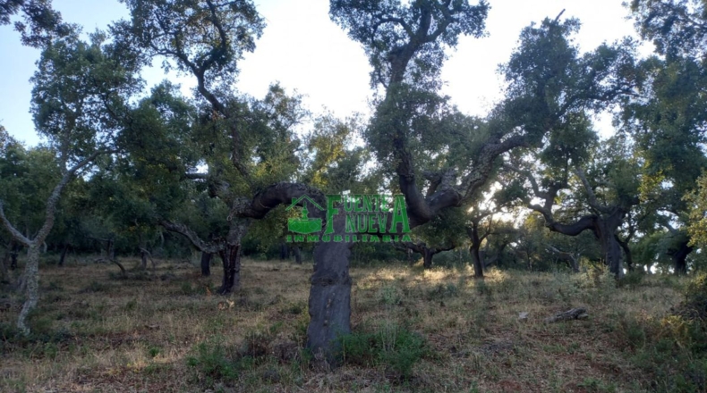 Huelva - Арройомолинос-де-Леон - 113591m2
