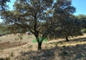 Finca rústica en venta en Calera de León ref: TR298108 foto