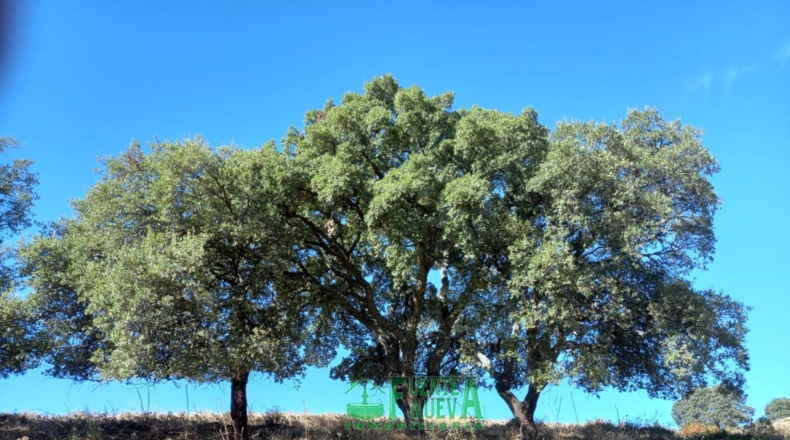 Badajoz - Calera de León - 78700m2