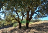Finca rústica en venta en Calera de León ref: TR298108 foto