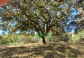 Finca rústica en venta en Calera de León ref: TR298108 foto