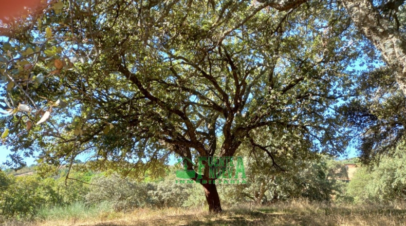 Badajoz - Calera de León - 78700m2