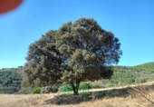 Finca rústica en venta en Calera de León ref: TR298108 foto