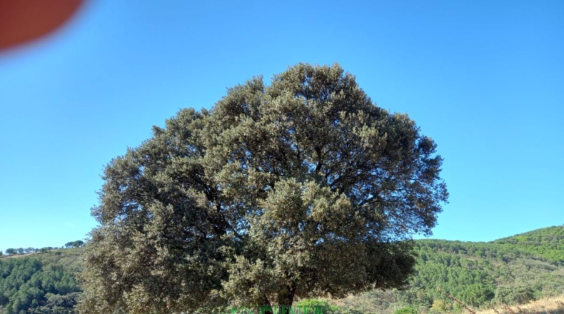 Badajoz - Calera de León - 78700m2
