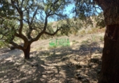 Finca rústica en venta en Calera de León ref: TR298108 foto