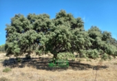 Finca rústica en venta en Calera de León ref: TR298108 foto
